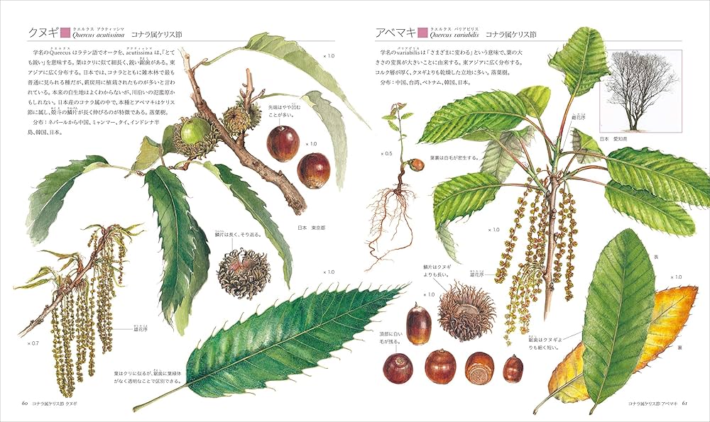 世界のどんぐり図鑑、日本どんぐり大図鑑 日本どんぐり大図鑑 | 徳永 桂子 |本 | 通販 | Amazon